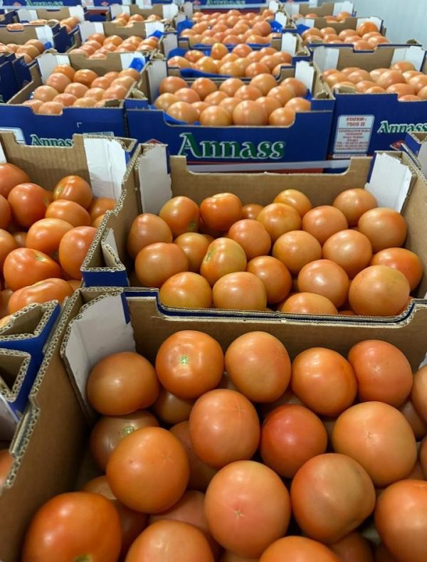 tomate ronde 6kg