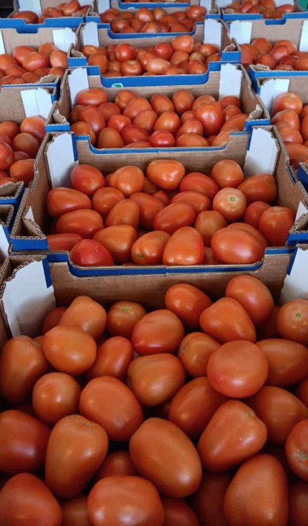 tomate allongé